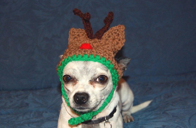 Thanks you for the nice compliments concerning my Dog Designs.  
I would be happy to submit some photos.

I began creating sweaters and hats for my chihuahuas, my friends saw them and loved them, so I began making them for others.
And before I realized it, what started as a fun hobby has turned into a fun and challenging business.
And the best part is I get to do it all from home.

Just to let your know about \"Posh Pooch Designs\" please go to www.poshpoochdesigns.com


I design crochet patterns as well  as sell the Custom hats and Sweaters.
The Crochet Patterns are inmy Etsy Shop
http://www.etsy.com/shop/poshpoochdesigns


and my Custom hats and sweaters I sell in my  Artfire Store.
http://www.artfire.com/ext/shop/studio/PoshPoochDesigns


I have attached some pics but if you would rather have collage style pics, I have those too. And if there is a specific style pic you want please let me know.
If you need any additional information please feel free to email me , thanks,
